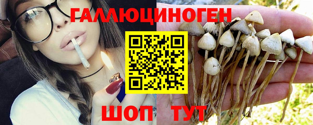 Псилоцибиновые грибы Psilocybine cubensis Лесной